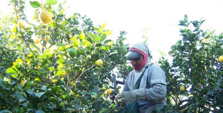 Comienza el pago a trabajadores del citrus | El Diario 24