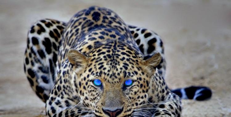 Por qué el 23 de octubre es el Día Internacional del Leopardo de las Nieves | El Diario 24