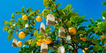 Por qué deberías colgar bolsitas de té en tu limonero: Te contamos para qué sirve 35 bolsitas de té en tu limonero